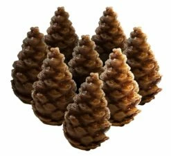 Cascadia (Thai Version With Promo Cards) -Golden Goblin Games Store aeg 7098 th 05 1